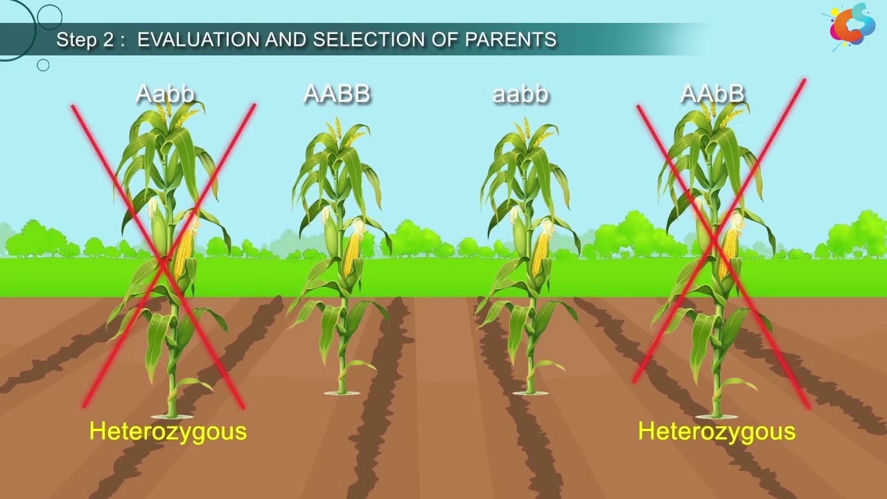 plant genetics and breeding